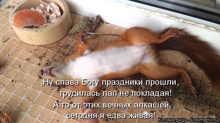 ,Ну слава Богу праздники прошли, трудилась лап не покладая! А то от этих вечных алкашей, сегодня я... Котоматрица: ,Ну слава Богу праздники прошли, трудилась лап не покладая! А то от этих вечных алкашей, сегодня я едва живая!