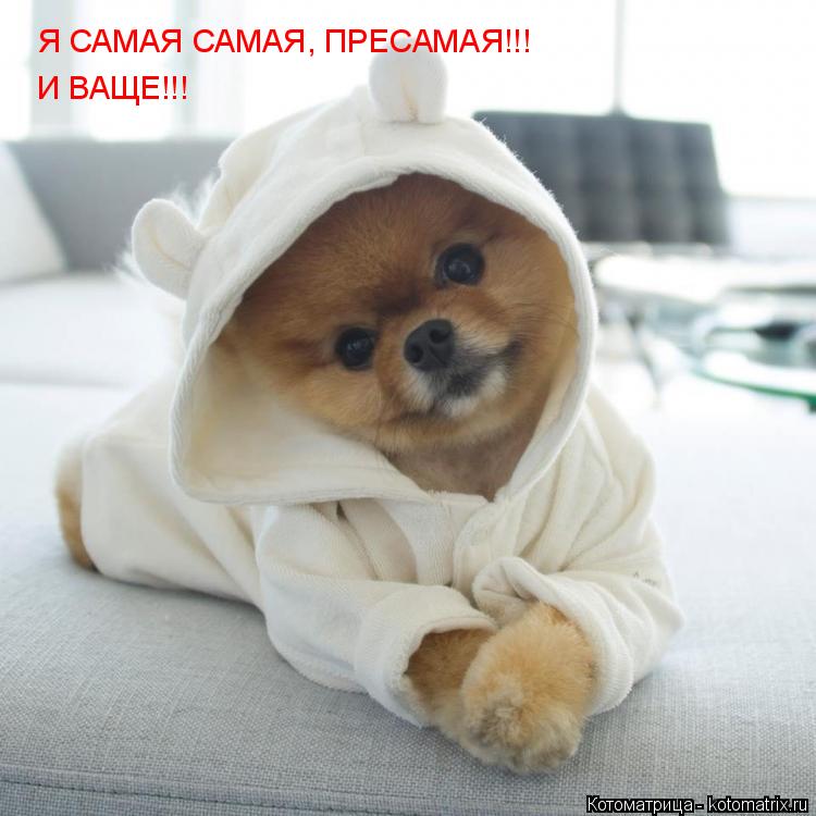 Я САМАЯ САМАЯ, ПРЕСАМАЯ!!! И ВАЩЕ!!!... Котоматрица: Я САМАЯ САМАЯ, ПРЕСАМАЯ!!! И ВАЩЕ!!!