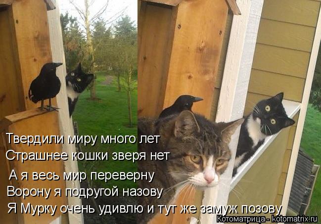 Твердили миру много лет Страшнее кошки зверя нет А я весь мир переверну Ворону я подругой назову Я Му... Котоматрица: Твердили миру много лет Страшнее кошки зверя нет А я весь мир переверну Ворону я подругой назову Я Мурку очень удивлю и тут же замуж позову