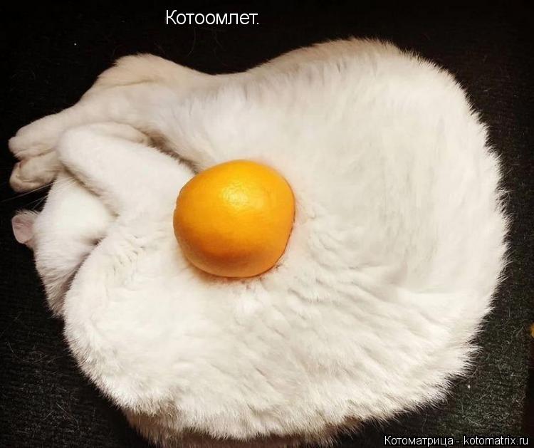Котоомлет.... Котоматрица: Котоомлет.