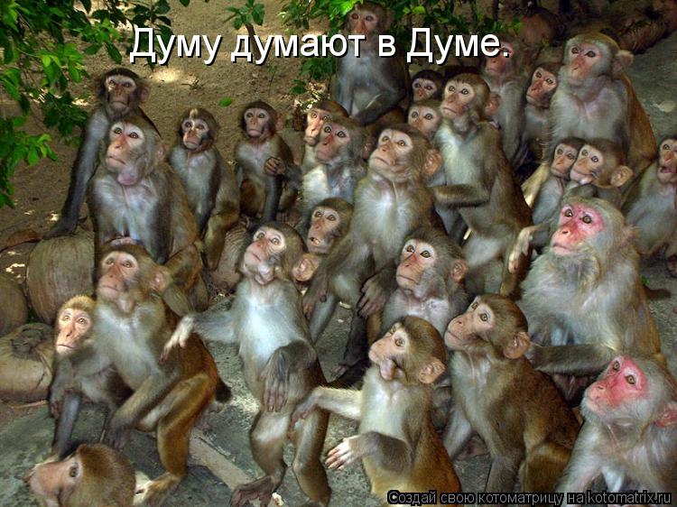 Думу думают в Думе.... Котоматрица: Думу думают в Думе.