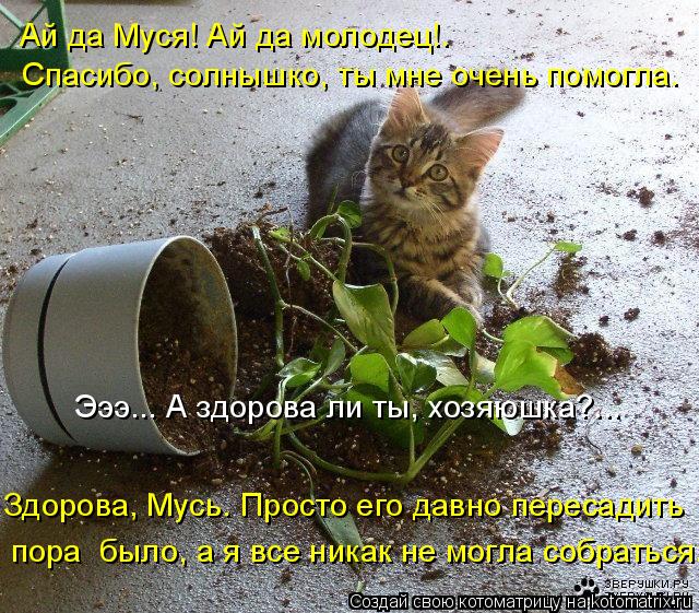 Ай да Муся! Ай да молодец!. Спасибо, солнышко, ты мне очень помогла. Эээ... А здорова ли ты, хозяюшк... Котоматрица: Ай да Муся! Ай да молодец!. Спасибо, солнышко, ты мне очень помогла. Эээ... А здорова ли ты, хозяюшка?... Здорова, Мусь. Просто его давно пересади?