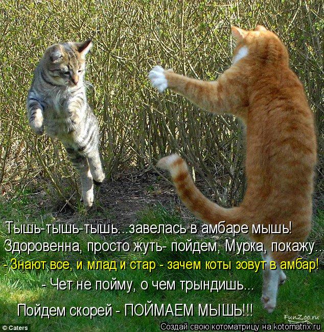 Тышь-тышь-тышь...завелась в амбаре мышь! Здоровенна, просто жуть- пойдем, Мурка, покажу... - Знают вс... Котоматрица: Тышь-тышь-тышь...завелась в амбаре мышь! Здоровенна, просто жуть- пойдем, Мурка, покажу... - Знают все, и млад и стар - зачем коты зовут в амбар! - ?