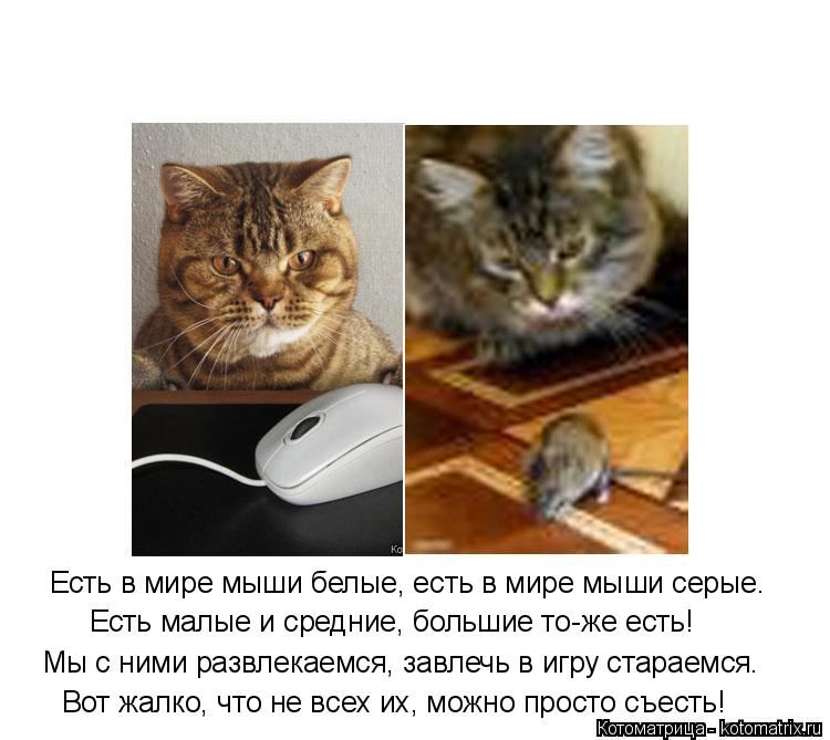Есть в мире мыши белые, есть в мире мыши серые. Есть малые и средние, большие то-же есть! Вот жалко, ... Котоматрица: Есть в мире мыши белые, есть в мире мыши серые. Есть малые и средние, большие то-же есть! Вот жалко, что не всех их, можно просто съесть! Мы с ни?