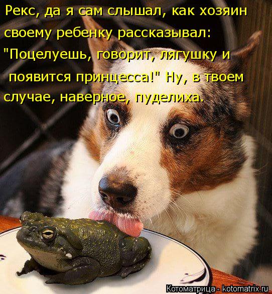 Котоматрица: случае, наверное, пуделиха.  появится принцесса!" Ну, в твоем "Поцелуешь, говорит, лягушку и своему ребенку рассказывал:  Рекс, да я сам слышал,