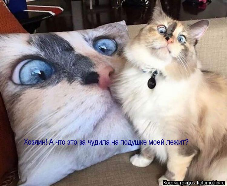 Хозяин! А что это за чудила на подушке моей лежит?... Котоматрица: Хозяин! А что это за чудила на подушке моей лежит?