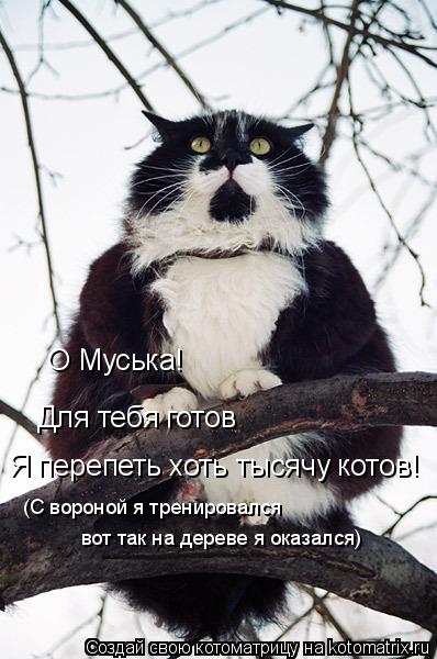 Котоматрица: О Муська! Для тебя готов  Я перепеть хоть тысячу котов! (С вороной я тренировался вот так на дереве я оказался)