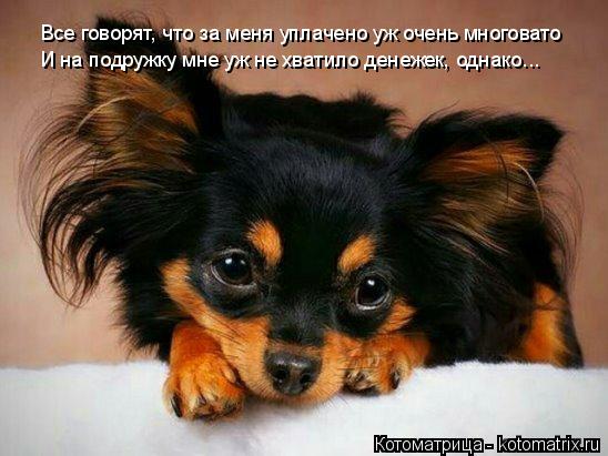 Все говорят, что за меня уплачено уж очень многовато И на подружку мне уж не хватило денежек, однако.... Котоматрица: Все говорят, что за меня уплачено уж очень многовато И на подружку мне уж не хватило денежек, однако...