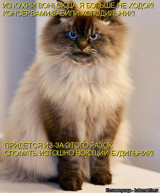 ИЗ КУХНИ ВОН! СЮДА Я БОЛЬШЕ НЕ ХОДОК! КОНСЕРВАМИ ЗАБИЛИ ХОЛОДИЛЬНИК! ПРИДЕТСЯ ИЗ-ЗА ЭТОГО РАЗОК СЛОМА... Котоматрица: ИЗ КУХНИ ВОН! СЮДА Я БОЛЬШЕ НЕ ХОДОК! КОНСЕРВАМИ ЗАБИЛИ ХОЛОДИЛЬНИК! ПРИДЕТСЯ ИЗ-ЗА ЭТОГО РАЗОК СЛОМАТЬ ИСТОШНО ВОЮЩИЙ БУДИЛЬНИК!
