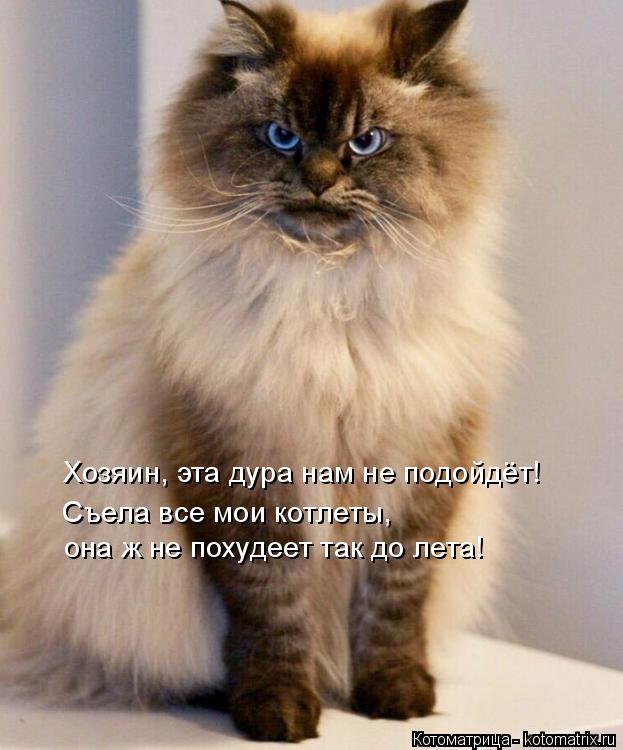 Хозяин, эта дура нам не подойдёт! Съела все мои котлеты, она ж не похудеет так до лета!... Котоматрица: Хозяин, эта дура нам не подойдёт! Съела все мои котлеты, она ж не похудеет так до лета!