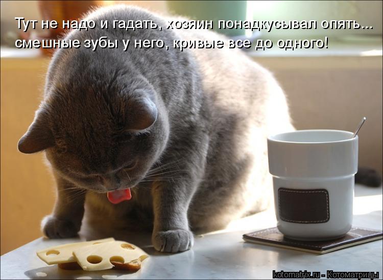 Котоматрица: Тут не надо и гадать, хозяин понадкусывал опять... смешные зубы у него, кривые все до одного!  смешные зубы у него, кривые все до одного!
