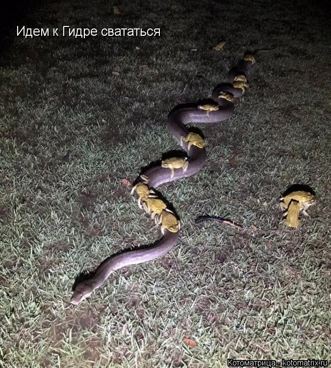 Идем к Гидре свататься... Котоматрица: Идем к Гидре свататься