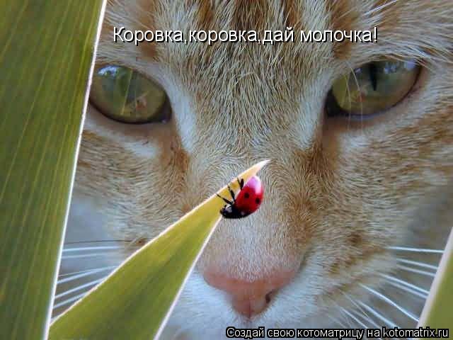 Коровка,коровка,дай молочка!... Котоматрица: Коровка,коровка,дай молочка!