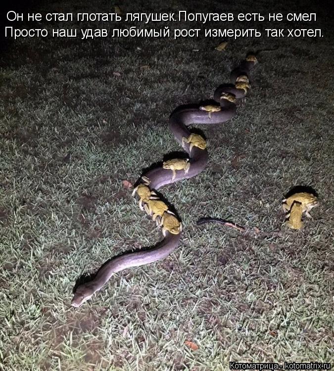 Котоматрица: Он не стал глотать лягушек. Он не стал глотать лягушек.Попугаев есть не смел Просто наш удав любимый рост измерить так хотел.