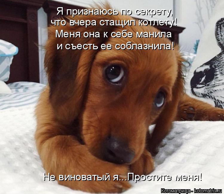 что вчера стащил котлету! Меня она к себе манила и съесть ее соблазнила! Я признаюсь по секрету, Не в... Котоматрица: что вчера стащил котлету! Меня она к себе манила и съесть ее соблазнила! Я признаюсь по секрету, Не виноватый я...Простите меня!