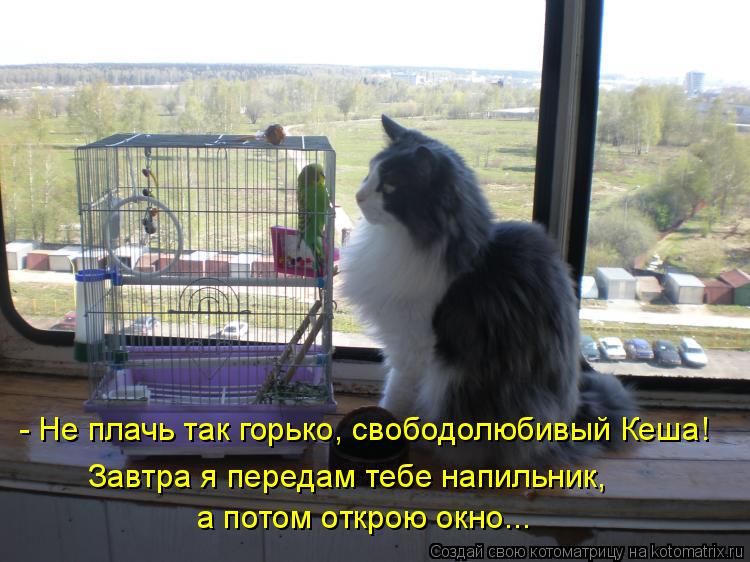 - Не плачь так горько, свободолюбивый Кеша! Завтра я передам тебе напильник, а потом открою окно...... Котоматрица: - Не плачь так горько, свободолюбивый Кеша! Завтра я передам тебе напильник, а потом открою окно...