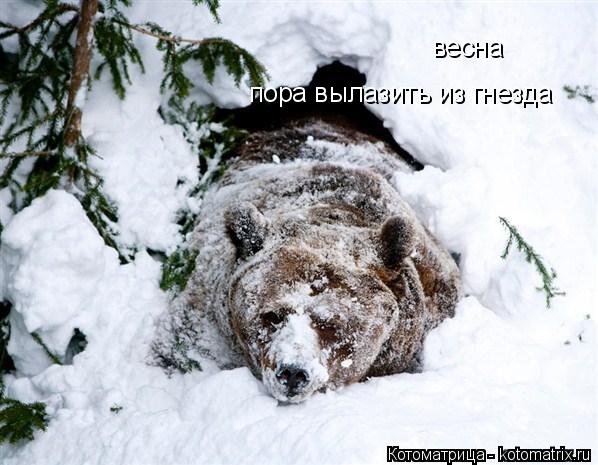 весна пора вылазить из гнезда... Котоматрица: весна пора вылазить из гнезда