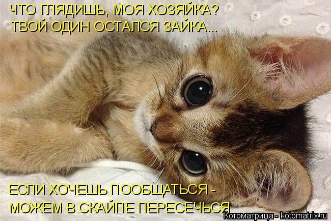 ЧТО ГЛЯДИШЬ, МОЯ ХОЗЯЙКА? ТВОЙ ОДИН ОСТАЛСЯ ЗАЙКА... ЕСЛИ ХОЧЕШЬ ПООБЩАТЬСЯ - МОЖЕМ В СКАЙПЕ ПЕРЕСЕЧ... Котоматрица: ЧТО ГЛЯДИШЬ, МОЯ ХОЗЯЙКА? ТВОЙ ОДИН ОСТАЛСЯ ЗАЙКА... ЕСЛИ ХОЧЕШЬ ПООБЩАТЬСЯ - МОЖЕМ В СКАЙПЕ ПЕРЕСЕЧЬСЯ