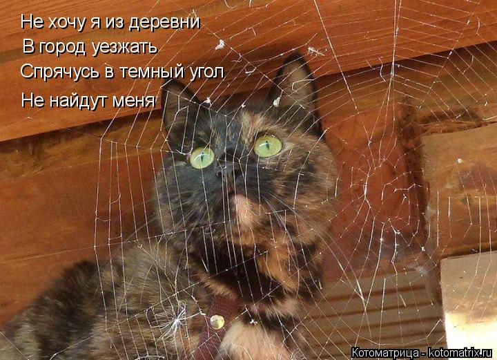 Не хочу я из деревни В город уезжать Спрячусь в темный угол Не найдут меня... Котоматрица: Не хочу я из деревни В город уезжать Спрячусь в темный угол Не найдут меня