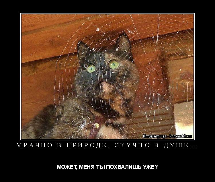 МРАЧНО В ПРИРОДЕ, СКУЧНО В ДУШЕ... МОЖЕТ, МЕНЯ ТЫ ПОХВАЛИШЬ УЖЕ?... Котоматрица: МРАЧНО В ПРИРОДЕ, СКУЧНО В ДУШЕ... МОЖЕТ, МЕНЯ ТЫ ПОХВАЛИШЬ УЖЕ?