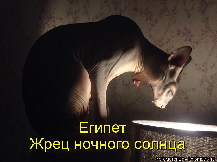 Жрец ночного солнца Египет... Котоматрица: Жрец ночного солнца Египет
