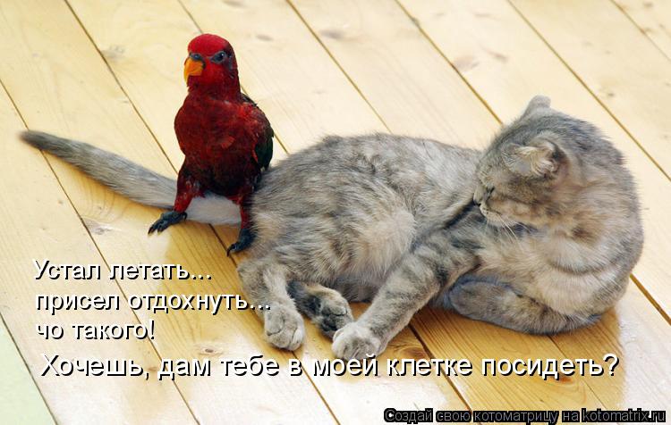Устал летать... присел отдохнуть... чо такого! Хочешь, дам тебе в моей клетке посидеть?... Котоматрица: Устал летать... присел отдохнуть... чо такого! Хочешь, дам тебе в моей клетке посидеть?