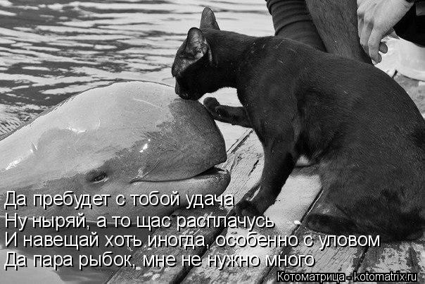 Да пребудет с тобой удача Ну ныряй, а то щас расплачусь И навещай хоть иногда, особенно с уловом Д... Котоматрица: Да пребудет с тобой удача Ну ныряй, а то щас расплачусь И навещай хоть иногда, особенно с уловом Да пара рыбок, мне не нужно много