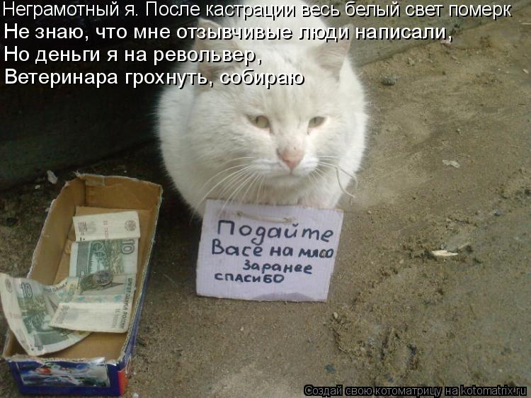 Неграмотный я. После кастрации весь белый свет померк Не знаю, что мне отзывчивые люди написали, Но д... Котоматрица: Неграмотный я. После кастрации весь белый свет померк Не знаю, что мне отзывчивые люди написали, Но деньги я на револьвер, Ветеринара грохну