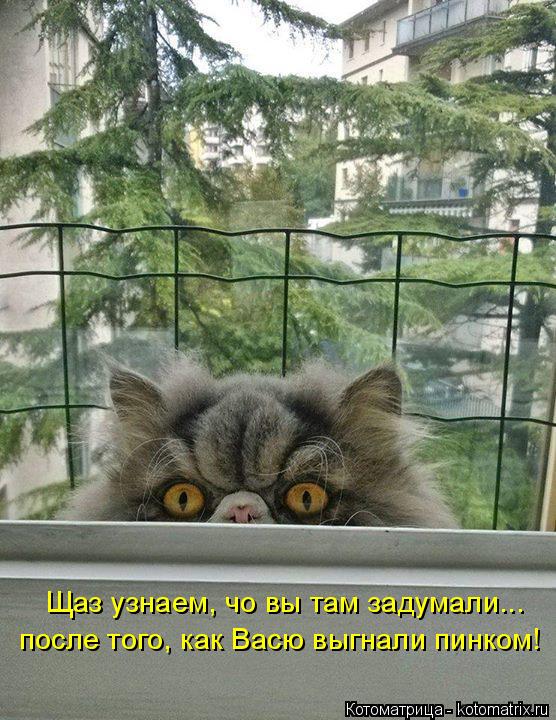 Котоматрица: Щаз узнаем, чо вы там задумали... после того, как Васю выгнали пинком!