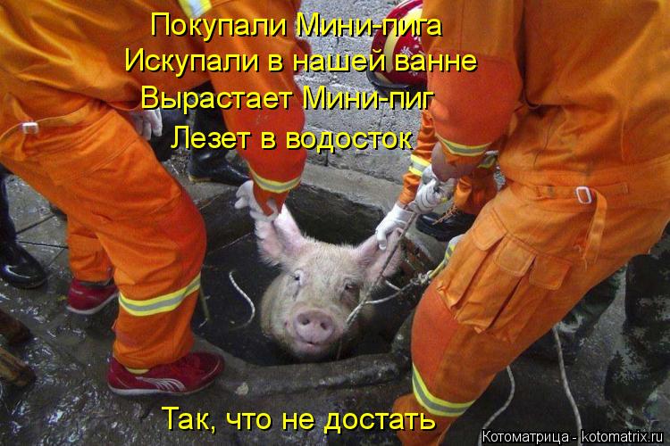 Покупали Мини-пига Искупали в нашей ванне Вырастает Мини-пиг Лезет в водосток Так, что не достать... Котоматрица: Покупали Мини-пига Искупали в нашей ванне Вырастает Мини-пиг Лезет в водосток Так, что не достать