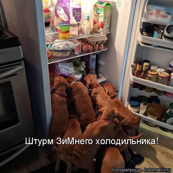 Котоматрица: Штурм ЗиМнего холодильника!
