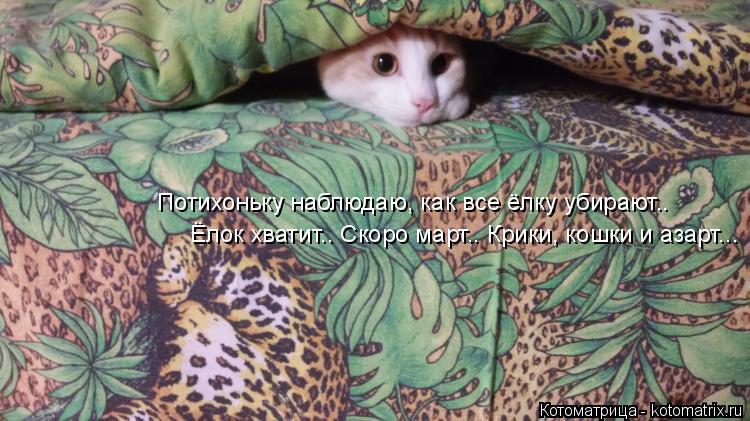 Потихоньку наблюдаю, как все ёлку убирают.. Ёлок хватит.. Скоро март.. Крики, кошки и азарт...... Котоматрица: Потихоньку наблюдаю, как все ёлку убирают.. Ёлок хватит.. Скоро март.. Крики, кошки и азарт...