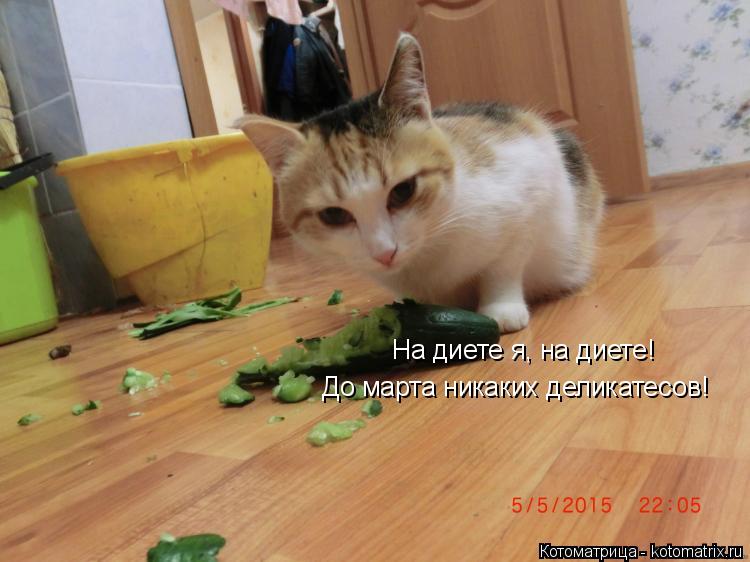 На диете я, на диете! До марта никаких деликатесов!... Котоматрица: На диете я, на диете! До марта никаких деликатесов!