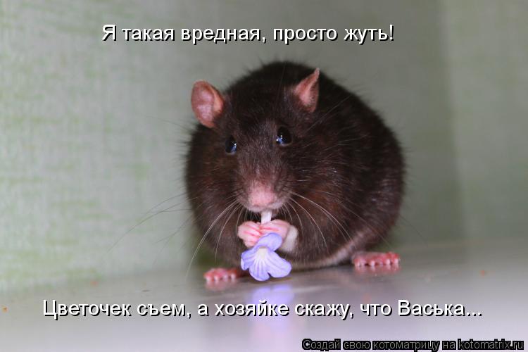 Котоматрица: Я такая вредная, просто жуть! Цветочек съем, а хозяйке скажу, что Васька...