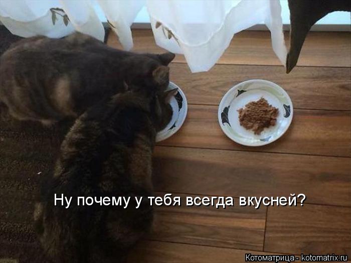 Котоматрица: Ну почему у тебя всегда вкусней?