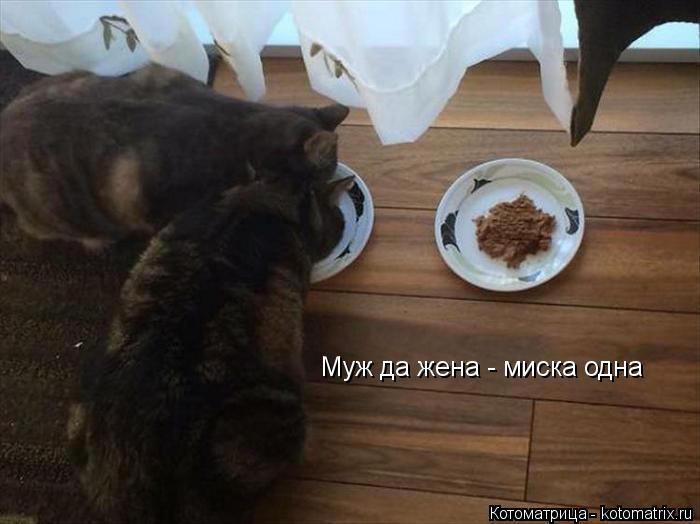 Котоматрица: Муж да жена - миска одна
