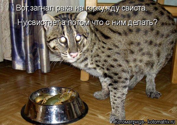 Котоматрица: Вот,загнал рака на горку,жду свиста. Ну,свистнет,а потом что с ним делать?