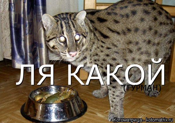Котоматрица: ЛЯ КАКОЙ (ГУРМАН)