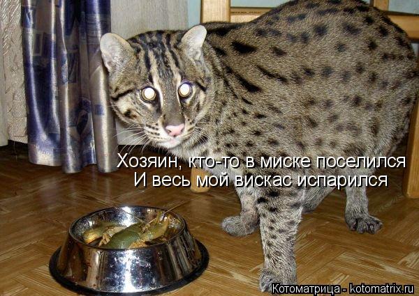 Котоматрица: Хозяин, кто-то в миске поселился И весь мой вискас испарился