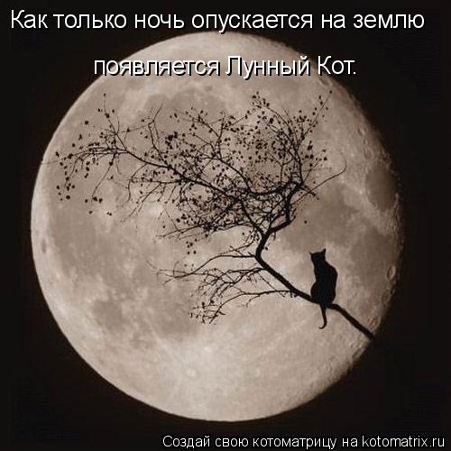 Котоматрица: Как только ночь опускается на землю  появляется Лунный Кот.