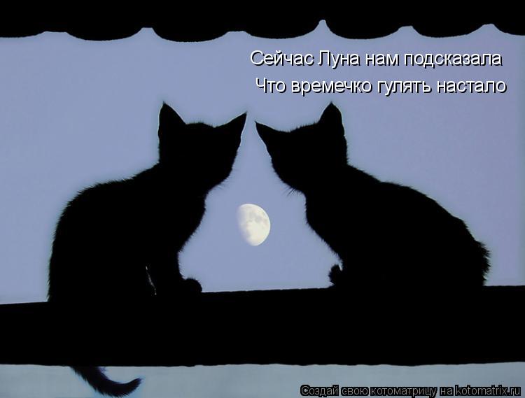 Котоматрица: Сейчас Луна нам подсказала Что времечко гулять настало