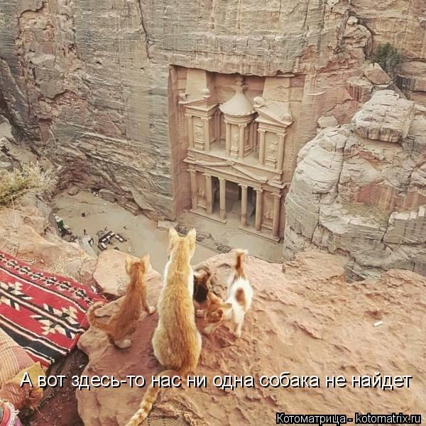 Котоматрица: А вот здесь-то нас ни одна собака не найдет