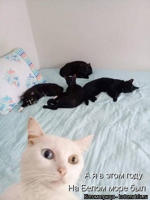 Котоматрица: А я в этом году На Белом море был