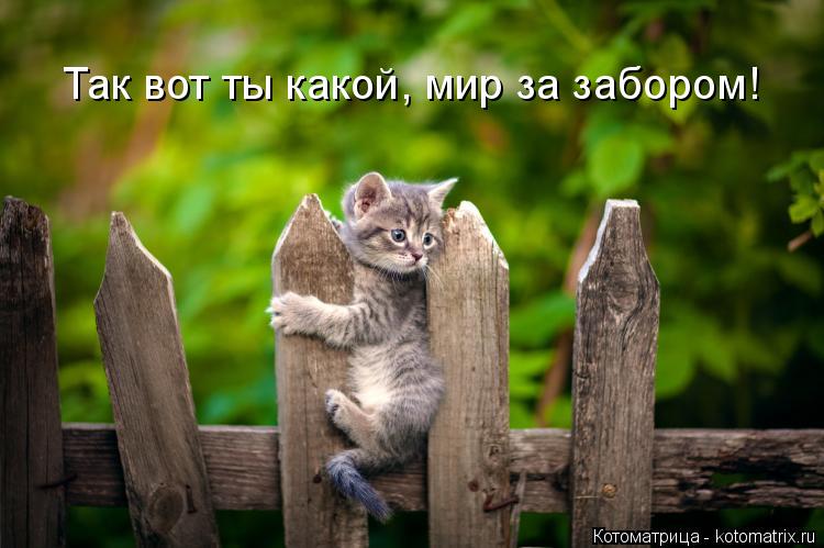 Котоматрица: Так вот ты какой, мир за забором!