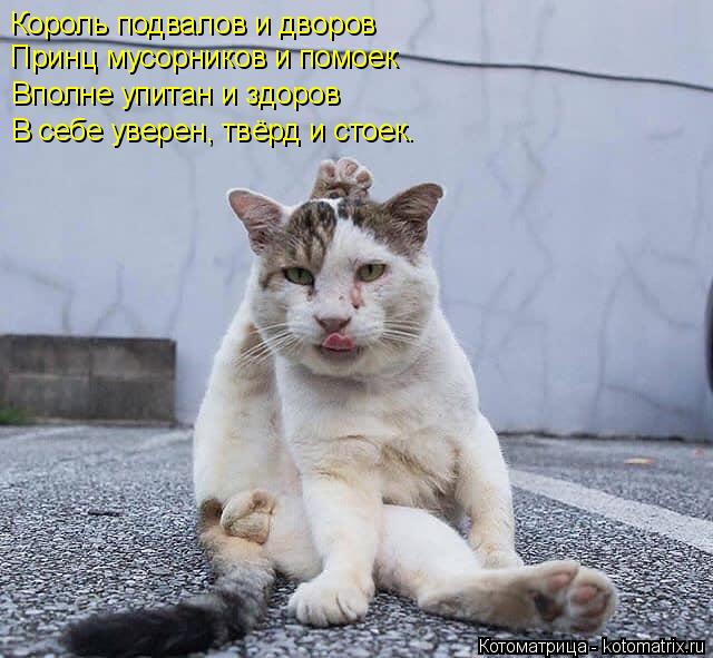 Король подвалов и дворов Принц мусорников и помоек Вполне упитан и здоров В себе уверен, твёрд и стое... Котоматрица: Король подвалов и дворов Принц мусорников и помоек Вполне упитан и здоров В себе уверен, твёрд и стоек.