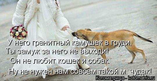 Котоматрица: Ты замуж за него не выходи! У него гранитный камушек в груди. Он не любит кошек и собак. Ну не нужен нам совсем такой м. чудак!