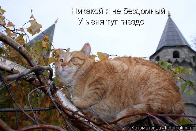 Котоматрица: Никакой я не бездомный У меня тут гнездо