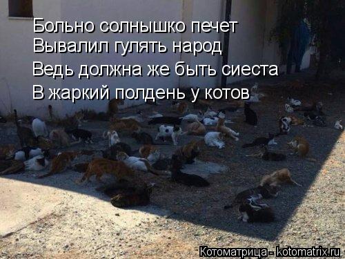 Котоматрица: Больно солнышко печет Вывалил гулять народ Ведь должна же быть сиеста В жаркий полдень у котов