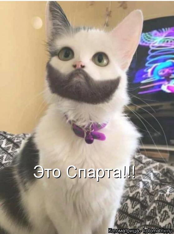 Котоматрица: Это Спарта!!!