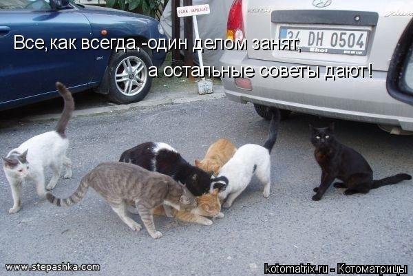 Все,как всегда,-один делом занят, а остальные советы дают!... Котоматрица: Все,как всегда,-один делом занят, а остальные советы дают!